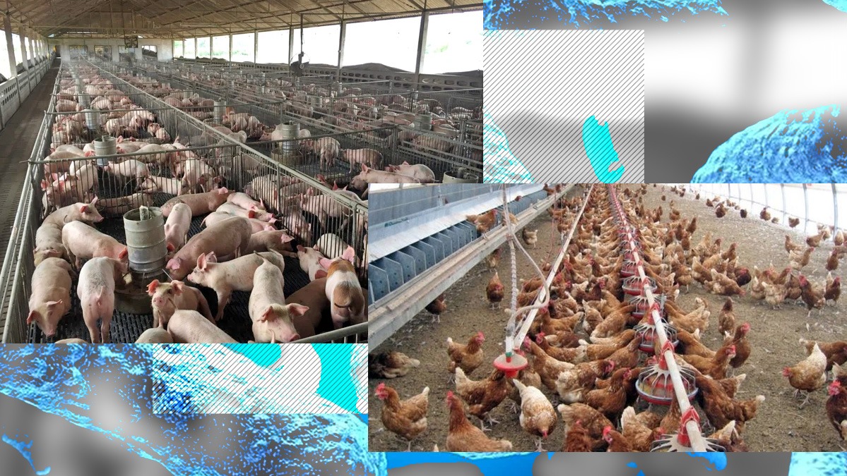 EXCLUSIV VIDEO | Cât de afectată mai este România de pesta porcină africană și gripa aviară