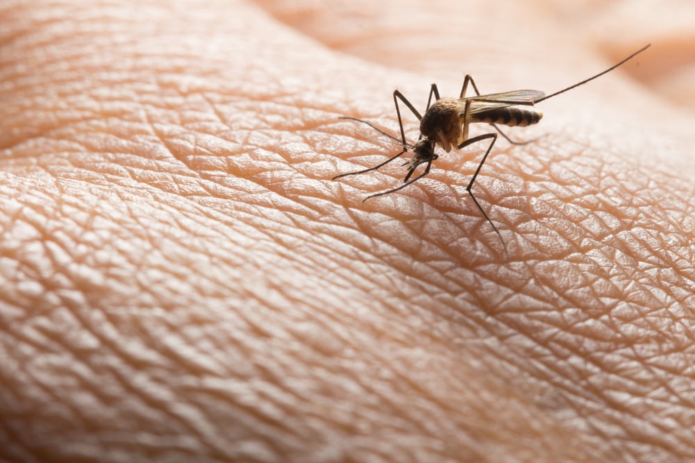 Virusul West Nile – Cum Se Manifestă și Cum Se Tratează