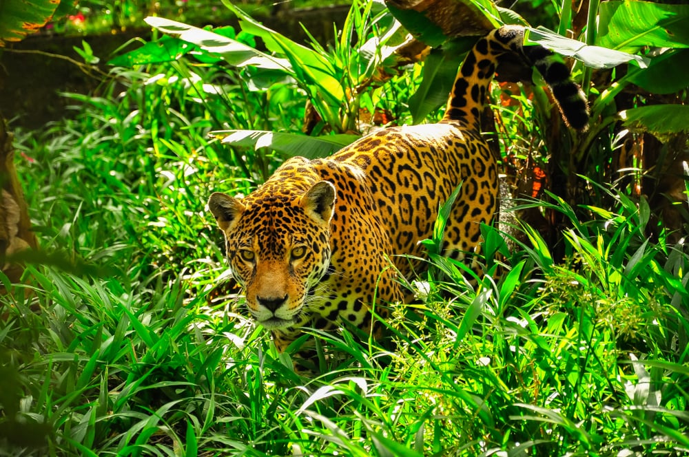 Animale Care Trăiesc în Jungla Amazoniană