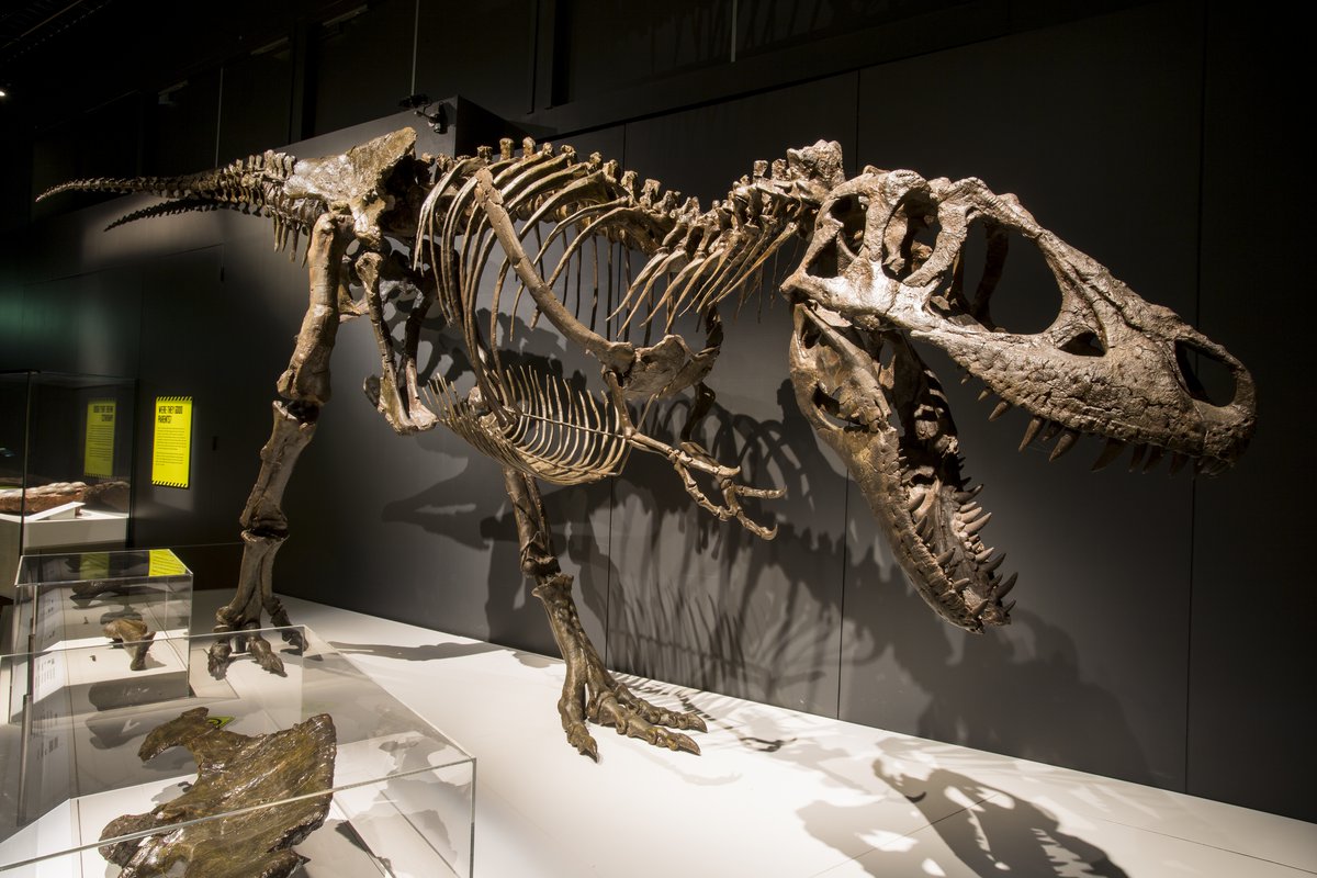 Ceea ce credeam că știm despre T. rex este greșit