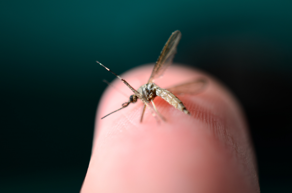 Virusul Zika – Cum Se Transmite, Simptome și Tratament