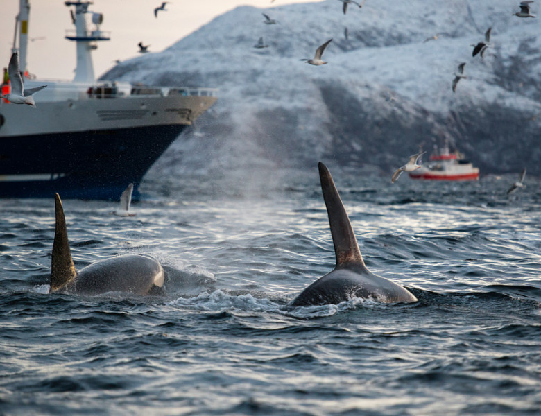 Care sunt motivele pentru care balenele ucigașe atacă bărci