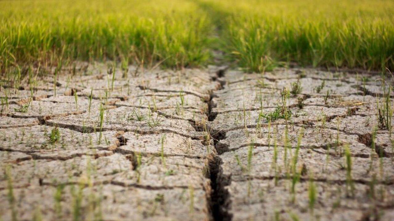 95% dintre soluri vor fi degradate în 2050