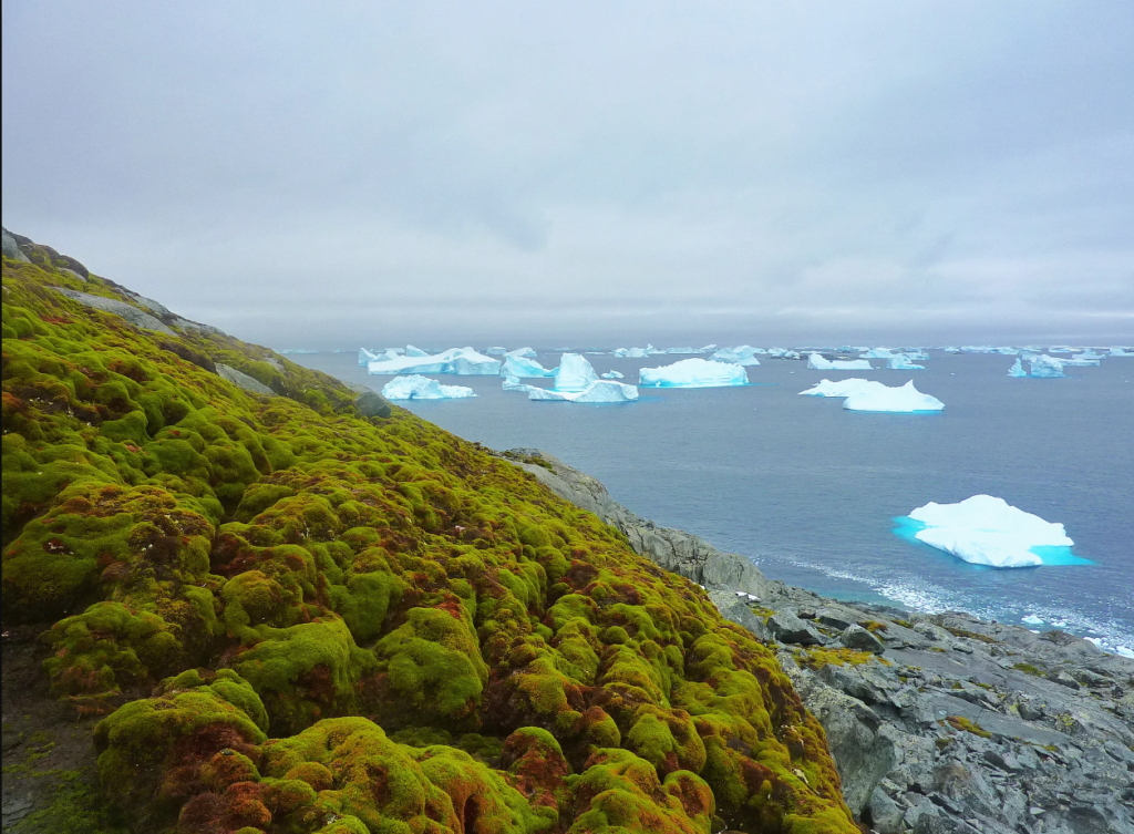 Vegetația crește în Antarctica într-un ritm alarmant