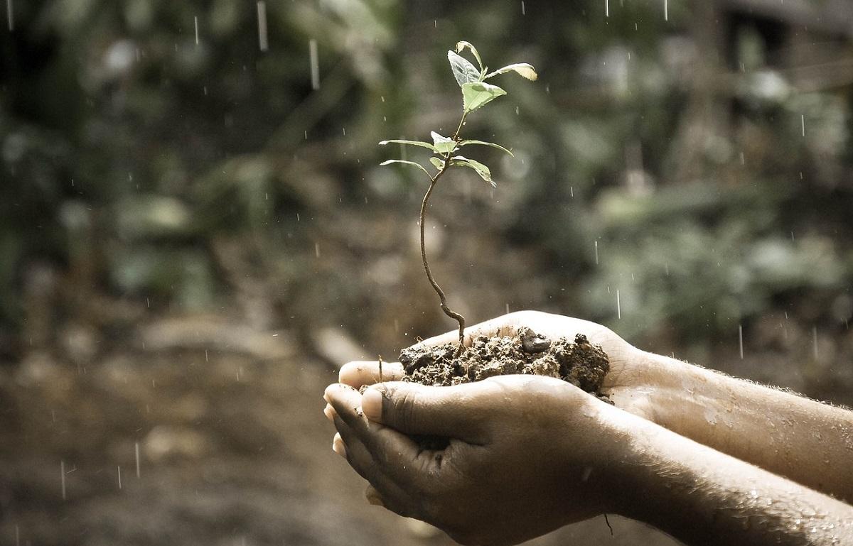 Plantele europene își schimbă direcția
