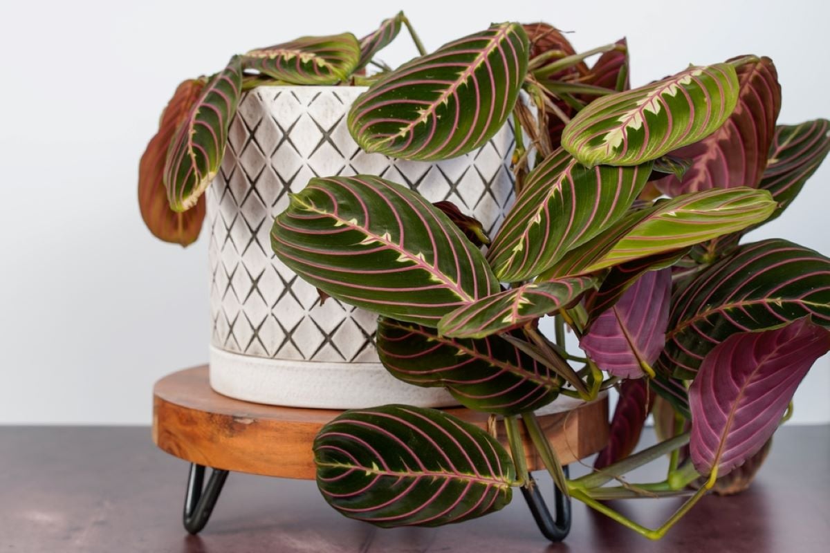 Maranta Leuconeura, Planta Care Se Roagă -îngrijire, Beneficii și înmulțire