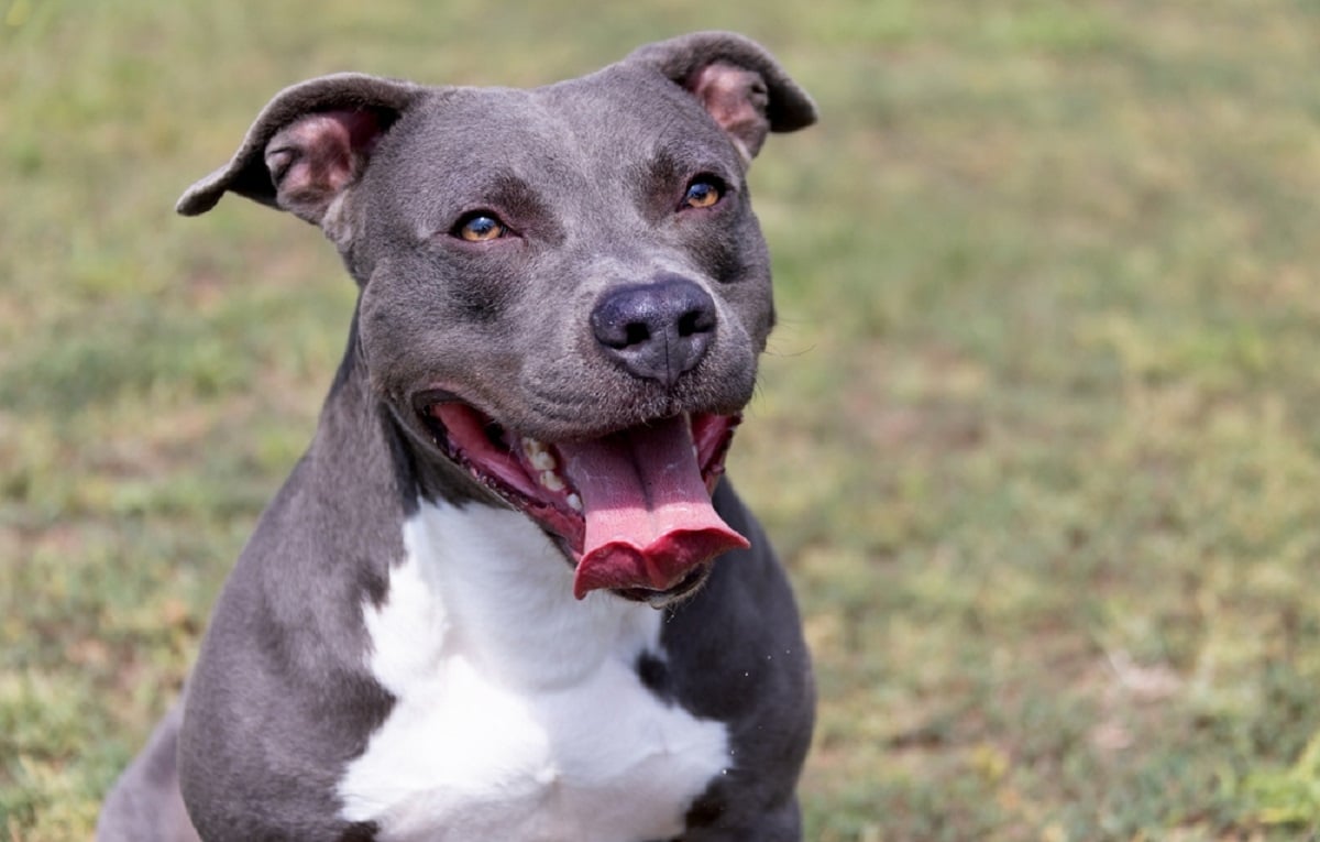 Câinele Amstaff – Tot Ce Trebuie Să știi Despre Această Rasă