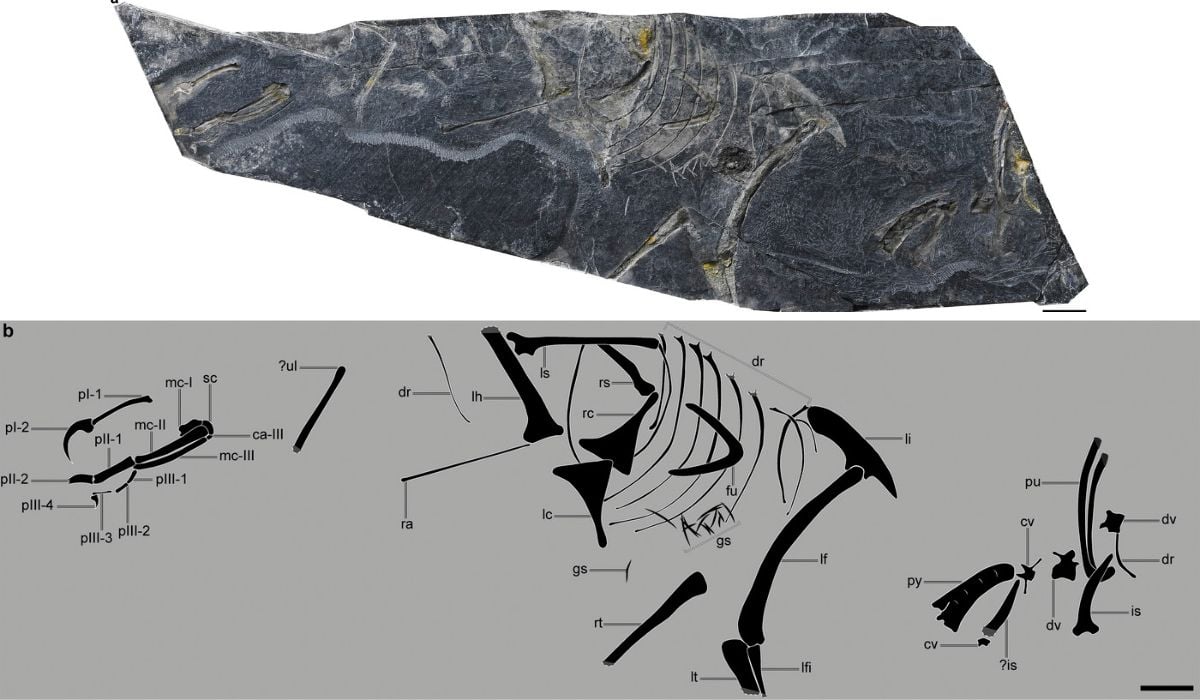 O Fosilă Din Jurasic Descoperită în China Rescrie Istoria Evoluției Aviare: „A Rămas Singura Fosilă Necontestată”