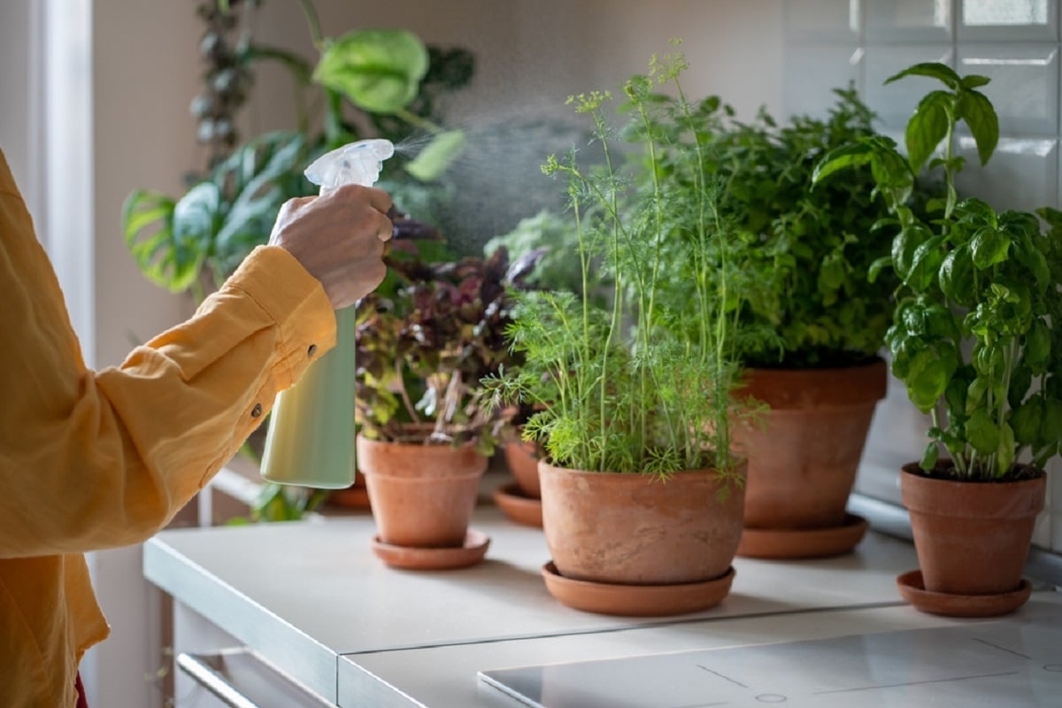 Plante aromatice pe care să le creşti în apartament