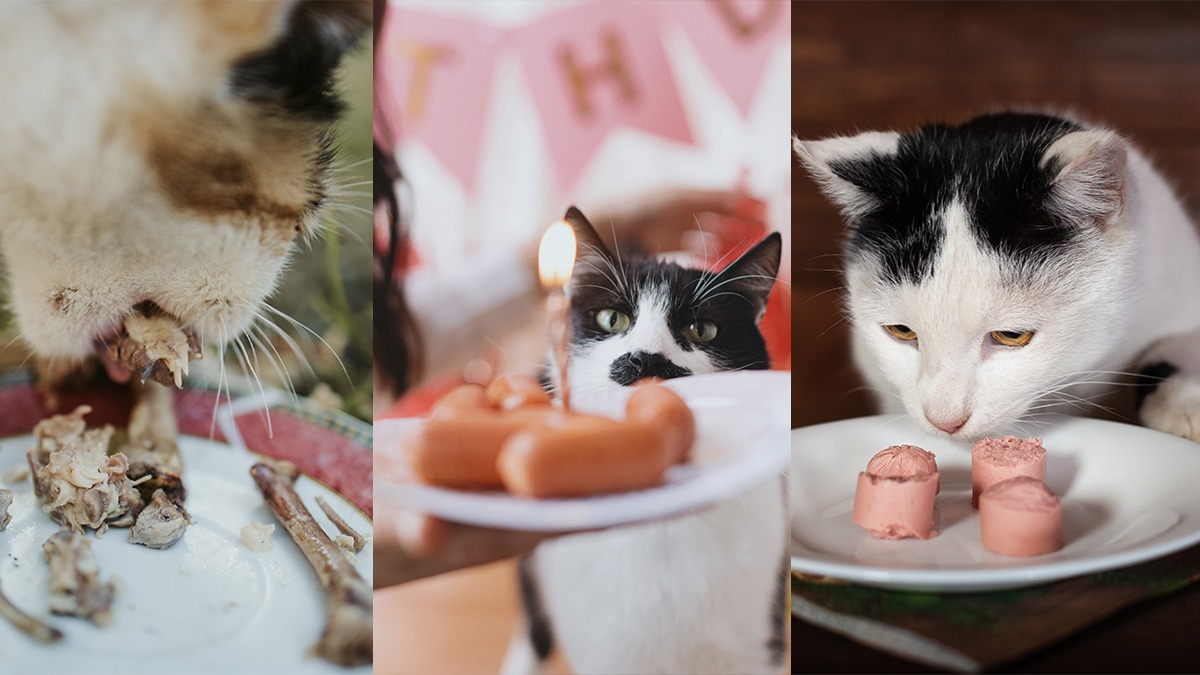 Motivul pentru care pisicile nu pot trăi fără carne animală