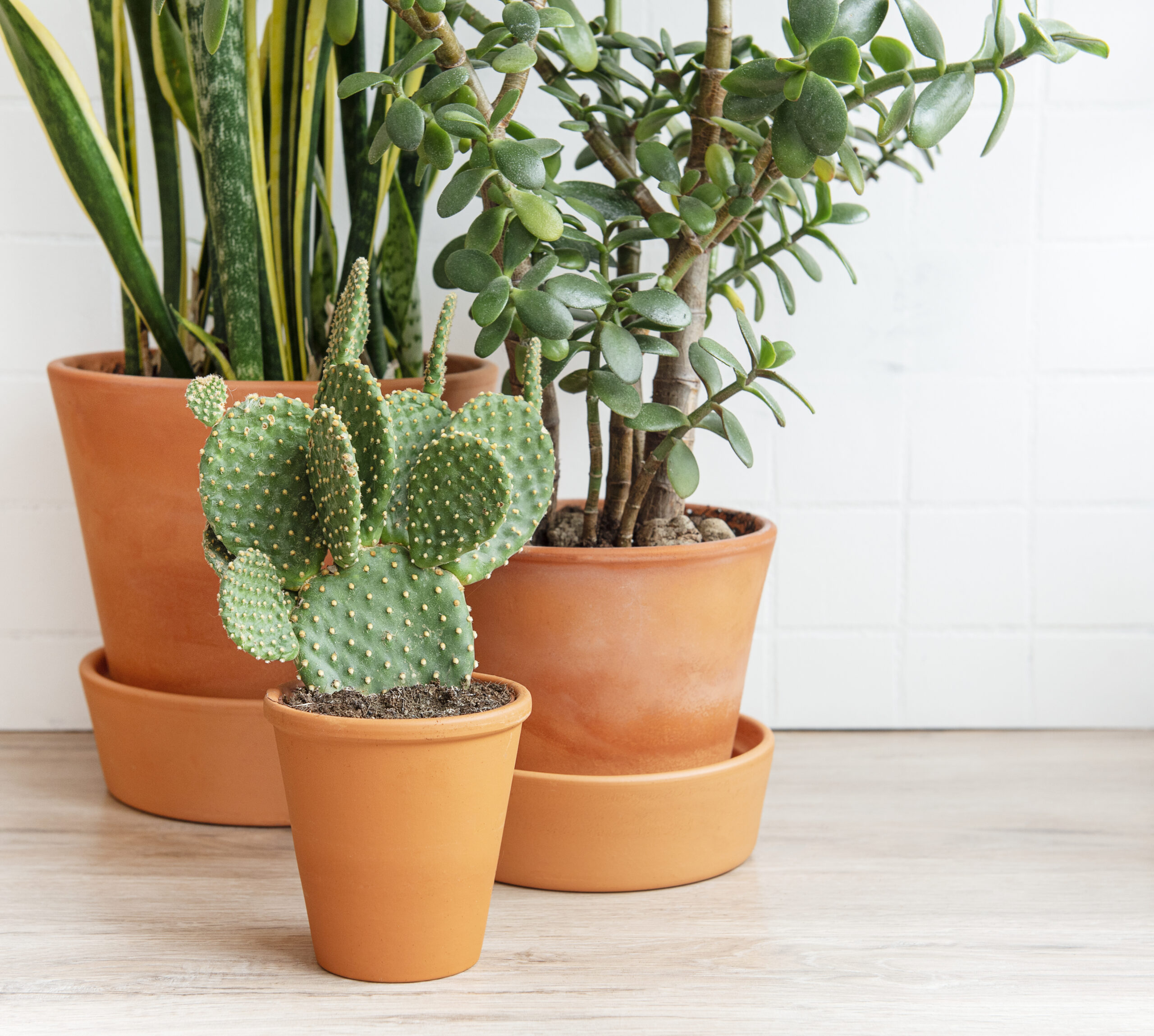 Fructul exotic care îți poate întări imunitatea și reduce colesterolul se găsește într-o plantă neașteptată