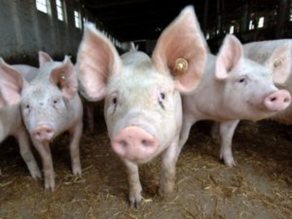 Porcii pentru masa de Crăciun, luați în rate de români. Rezervările se fac de acum. Ce se întâmplă cu focarele de pestă