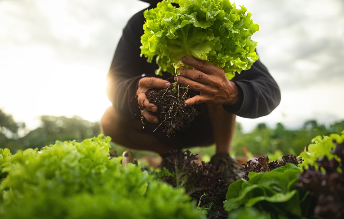 Descoperă soiurile de salată verde care îți oferă recolte multiple, direct din grădina ta
