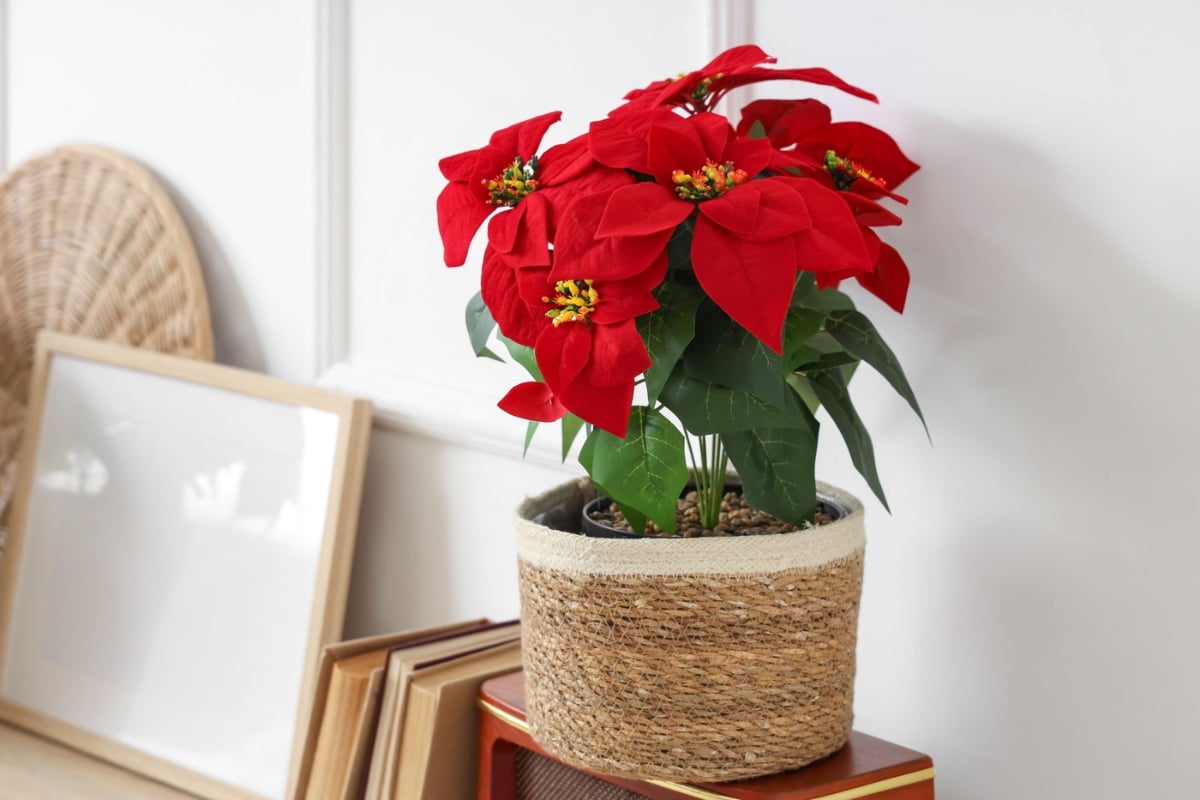 Crăciunița, mai mult decât o plantă decorativă. Cum îți influențează sănătatea