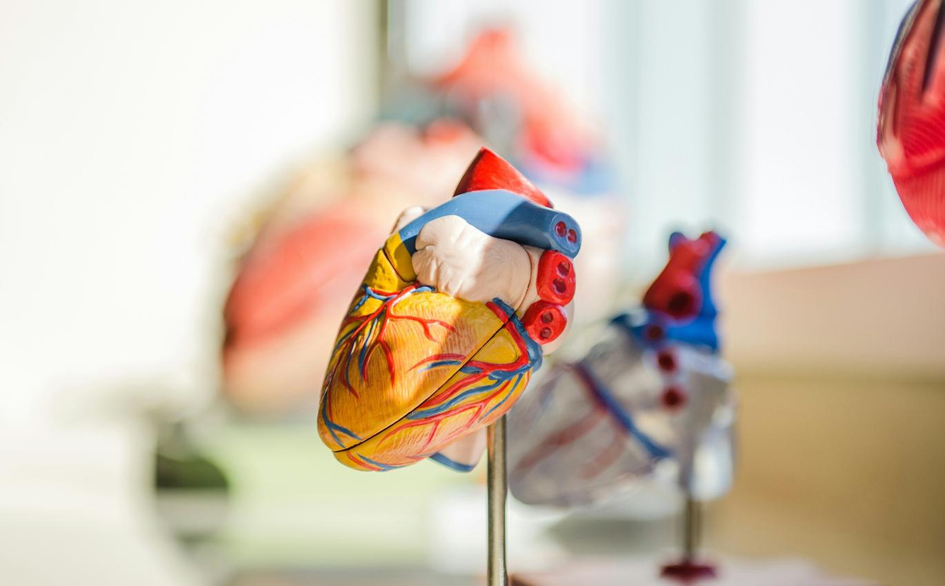 ce au descoperit cercetătorii estonieni și cum ar putea schimba tot ce știm despre bolile cardiace