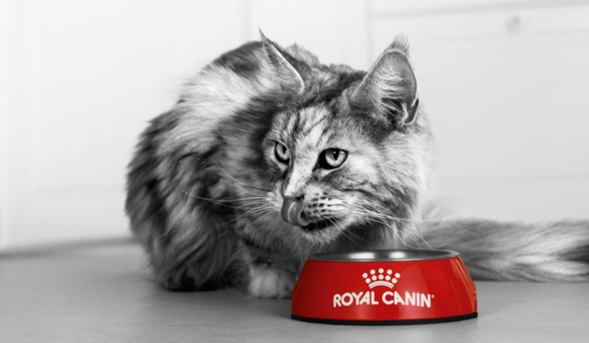 Studiu Royal Canin: 38% Dintre Proprietari Cred Eronat Că Nu Pot Influența Modul în Care îmbătrânește Animalul Lor De Companie