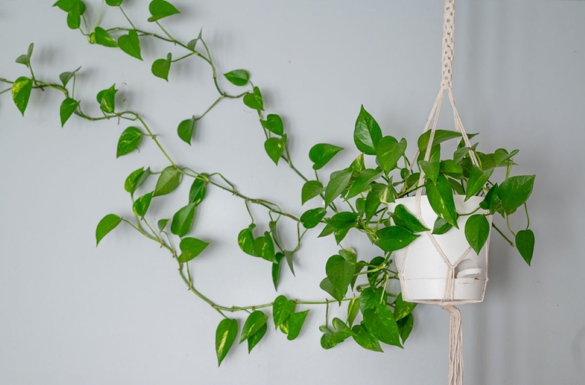 Pothos (Epipremnum aureum) – plantare, îngrijire, simbolistică și origine. Ce e bine să știi despre iedera diavolului
