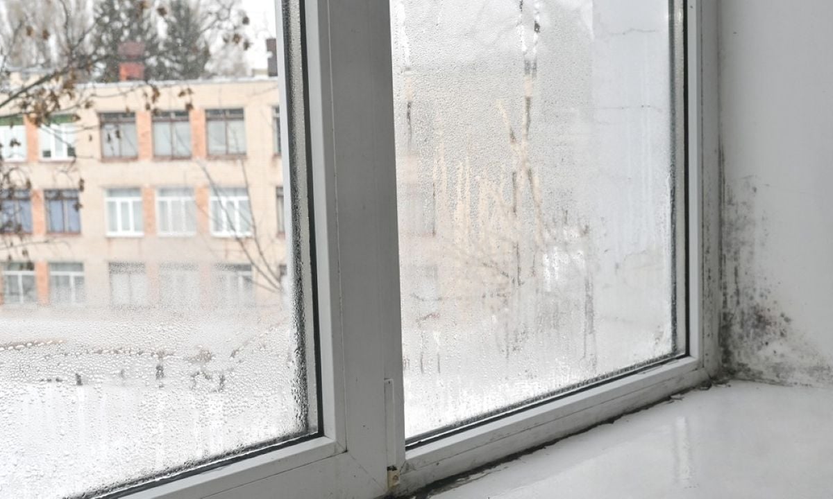 Ce se întâmplă dacă apare mucegai în casă și îl ignori