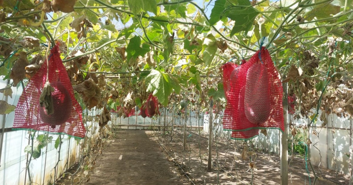 Fructul de 20 de kilograme cultivat în Buzău care poate sta un an în cămară. Românii încep să-i comande semințele