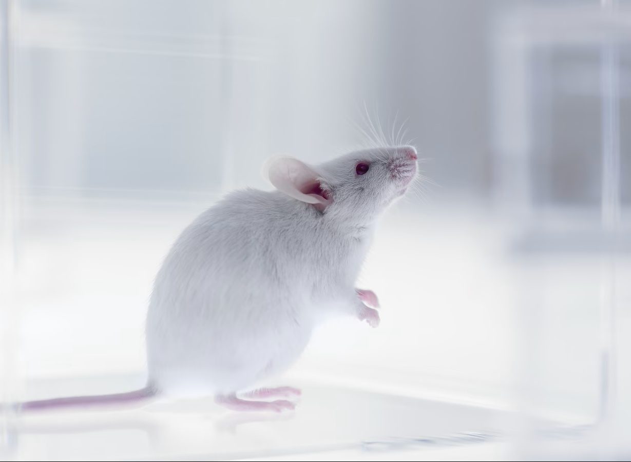 Celule cerebrale umane în creierul șoarecilor